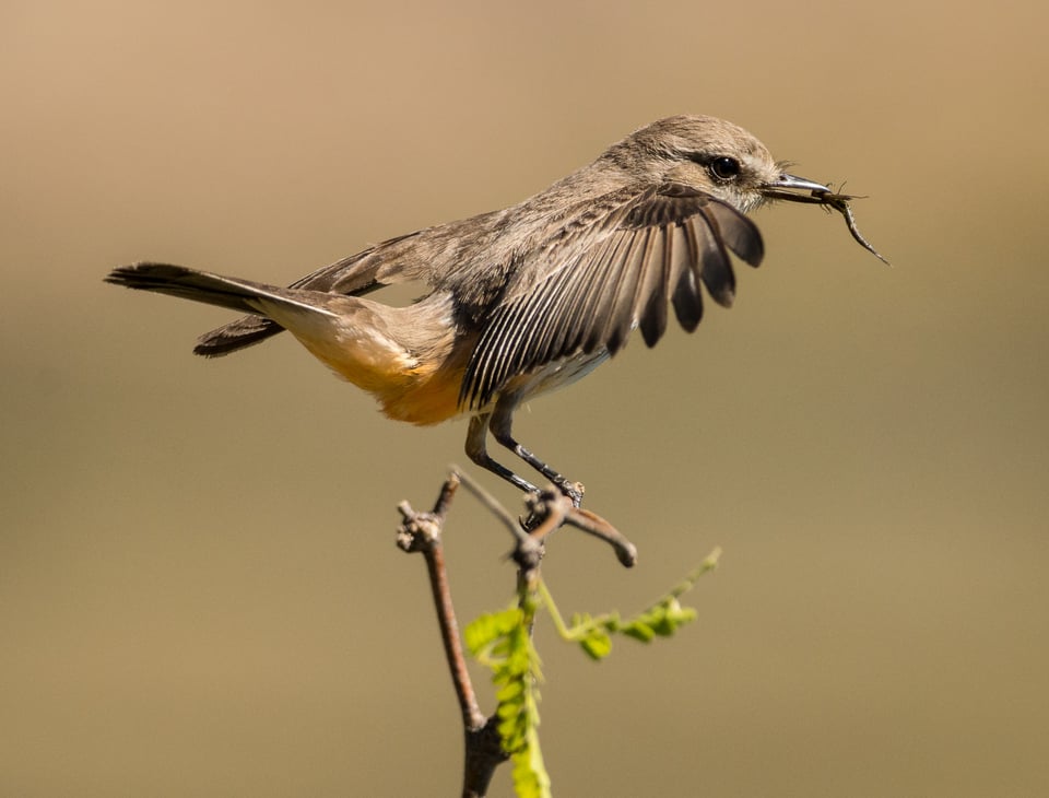 Verm-Vermillion-Flycatcher-female-BANWR-4173