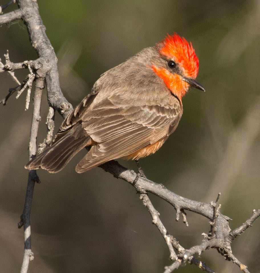 Verm-Vermillion-Flycatcher-juv-D7200-2291 Verm-Vermillion-Flycatcher-juv-D7200-2291
