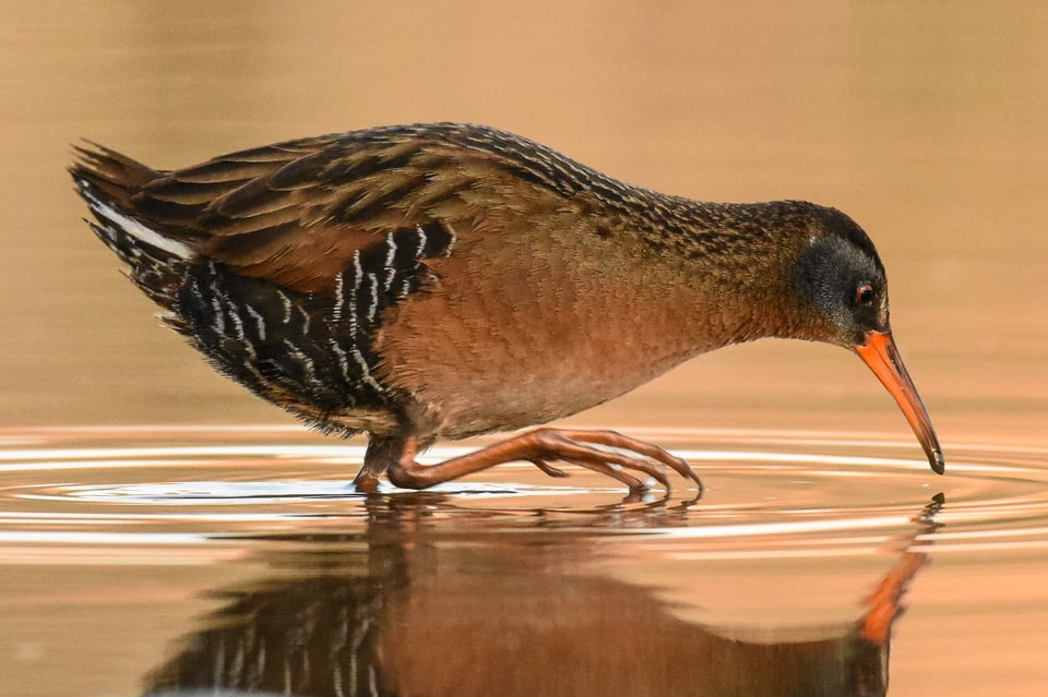 Verm-Virginia-Rail-D7200-7383 Verm-Virginia-Rail-D7200-7383