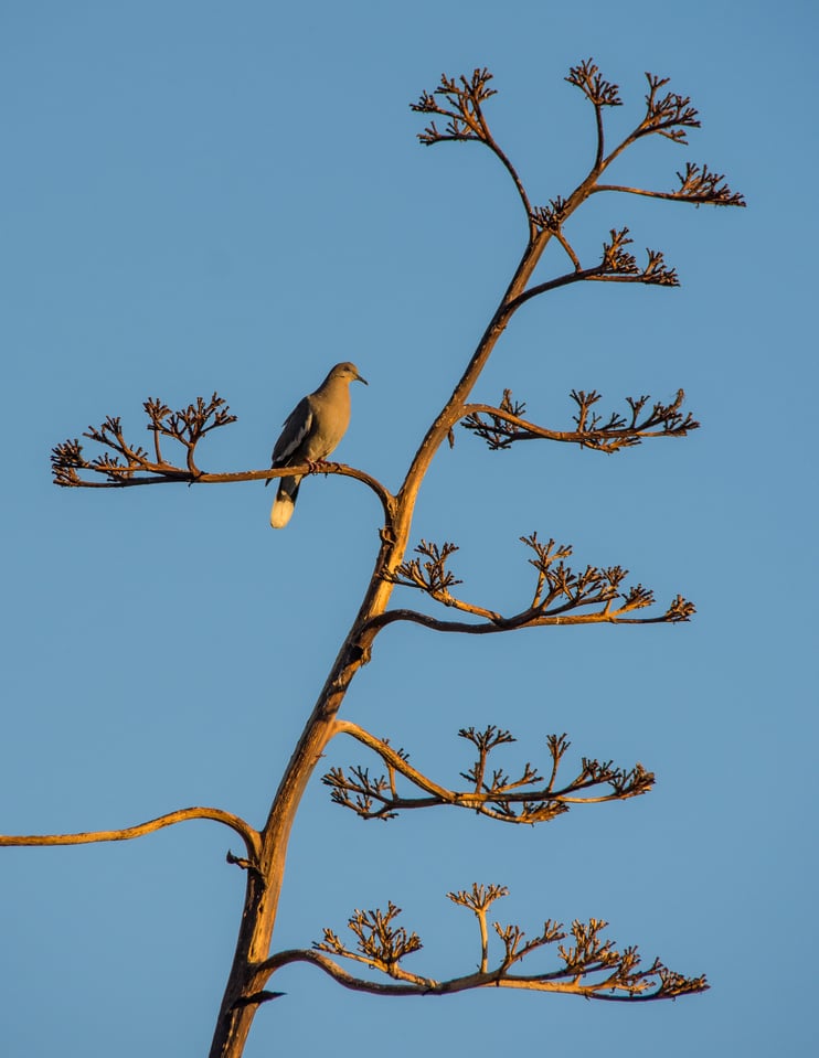 Verm-White-winged-Dove-BANWR-7190 Verm-White-winged-Dove-BANWR-7190