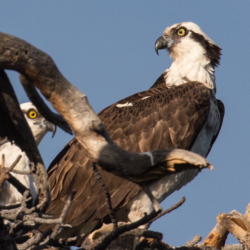 Verm-crop-test-D4s-4813 Verm-crop-test-D4s-4813