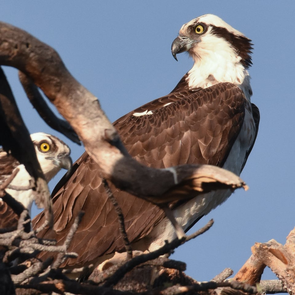 Verm-crop-test-D7200-9160 Verm-crop-test-D7200-9160