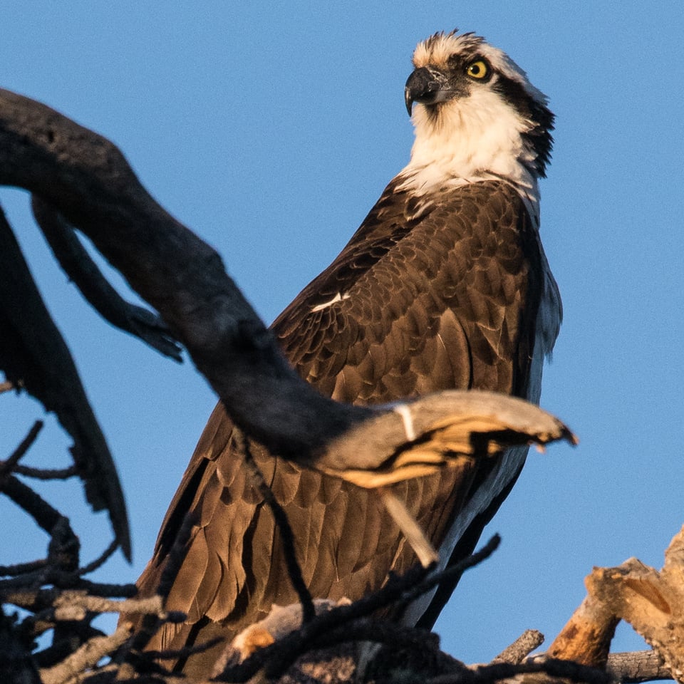 Verm-crop-test-D810-7777 Verm-crop-test-D810-7777