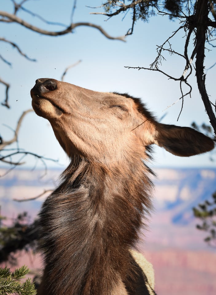 Verm-elk-chin-up-D7000-0019 Verm-elk-chin-up-D7000-0019