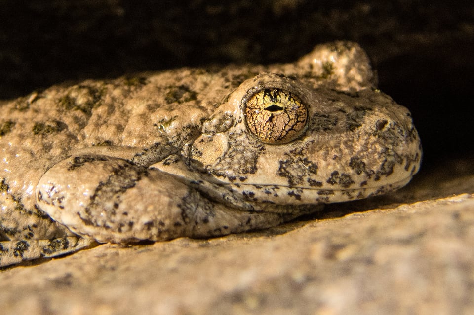 Verm-frog-1-1-D7200-0931-2 Verm-frog-1-1-D7200-0931-2
