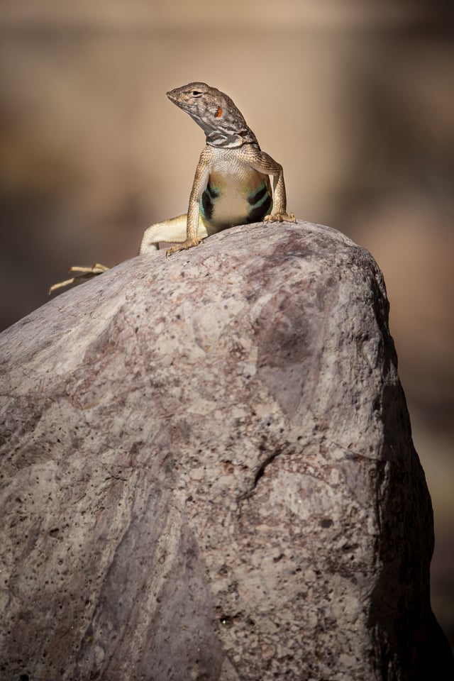 Verm-gravid-lizard-D7200-7573 Verm-gravid-lizard-D7200-7573