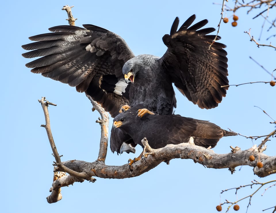 Verm-mating-Black-hawks-Page-Springs-4311 Verm-mating-Black-hawks-Page-Springs-4311
