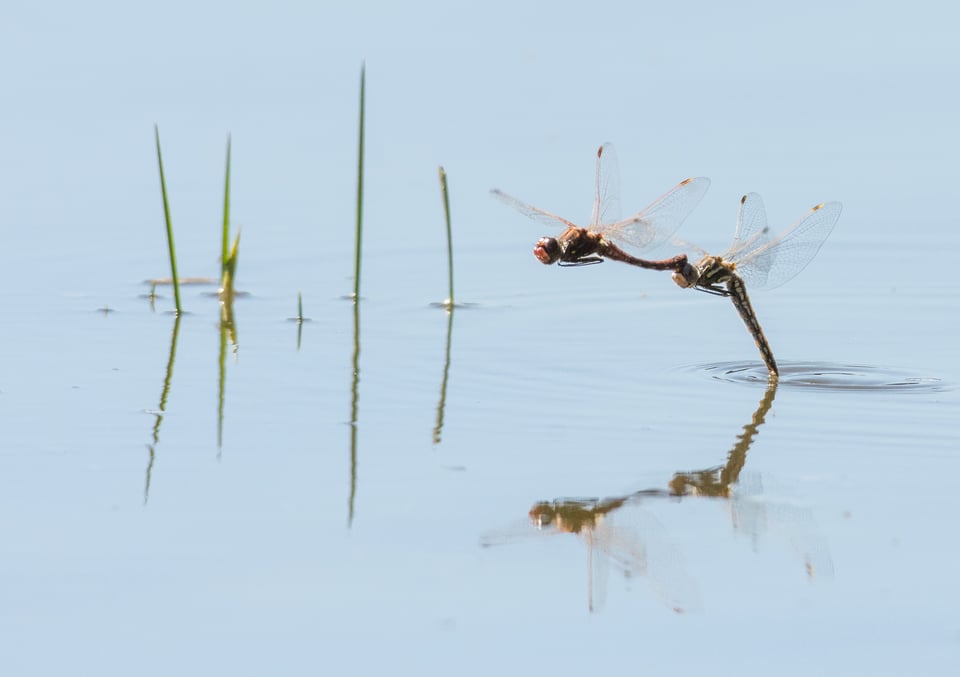 Verm-mating-dragonflies-D7200-2604-2
