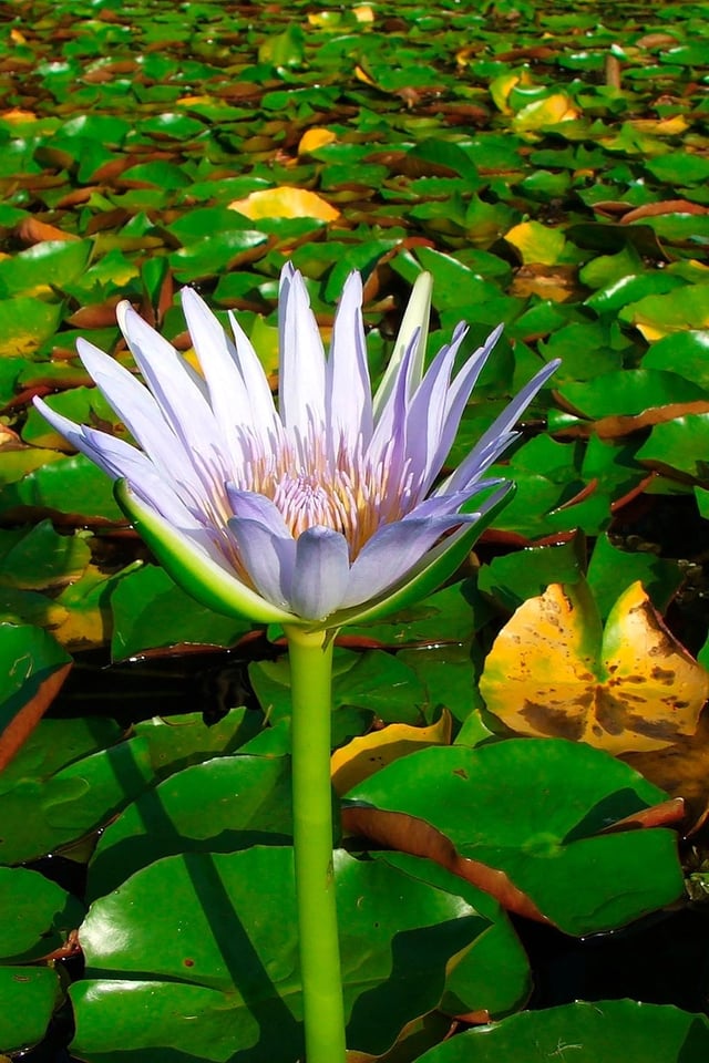 Clarrie Hall Dam #3