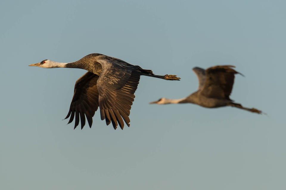 Arasaki Crane Reserve #4