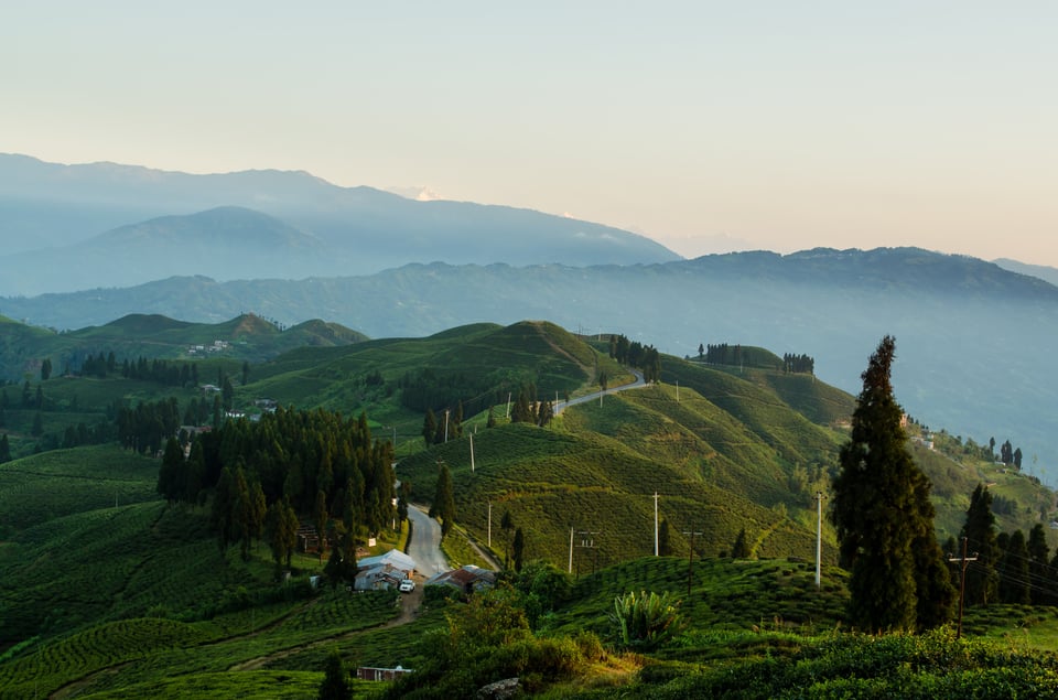 Kanyam Tea Gardens #2