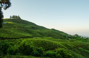 Kanyam Tea Gardens #1