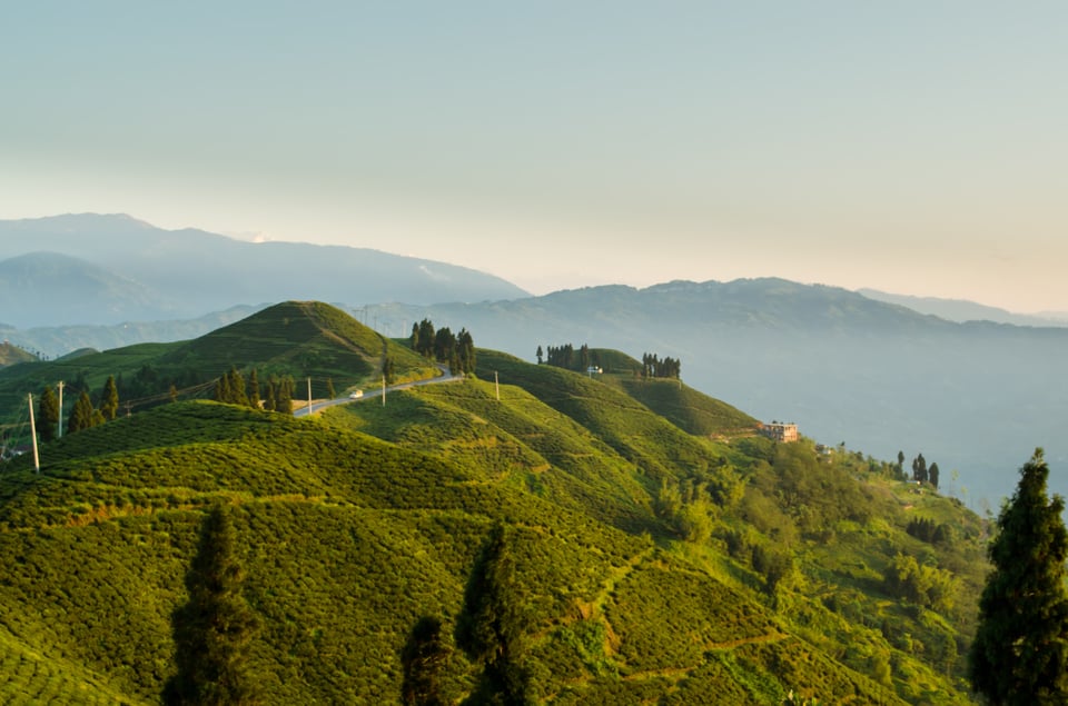 Kanyam Tea Gardens #4