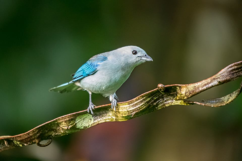 Blue-gray-Tanager