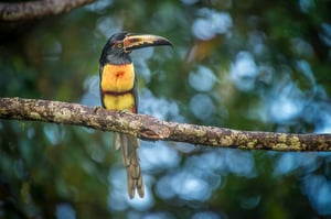 Collared-Aracari