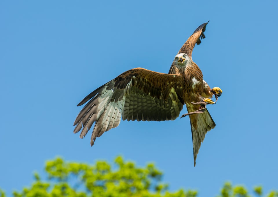 Tierpark Sababurg #6