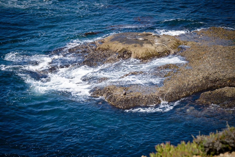 Point Lobos State Reserve #5