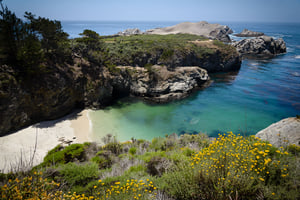Point Lobos State Reserve #1