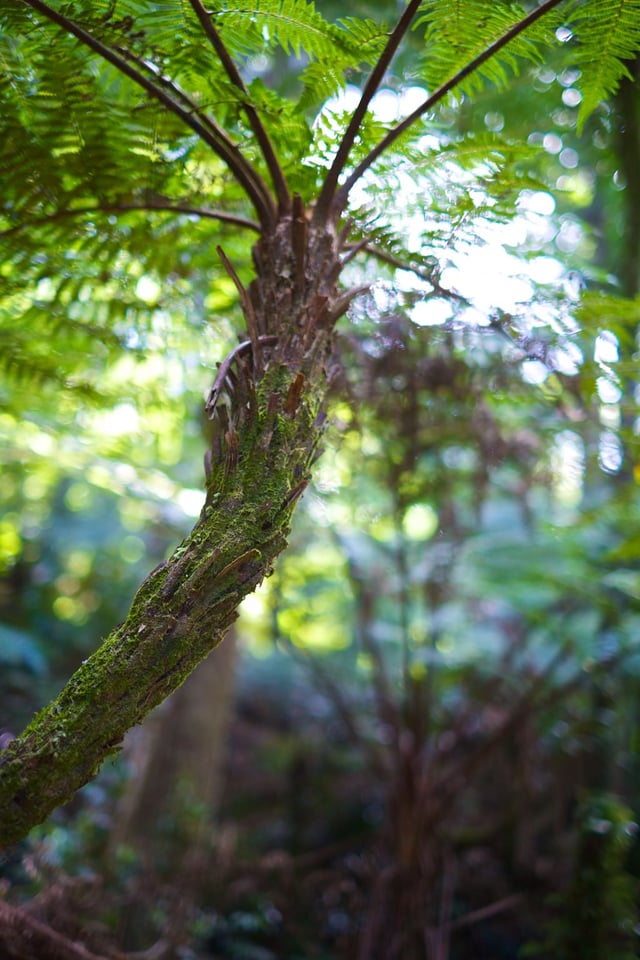 Wollumbin - Mount Warning #3