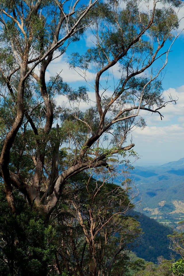 Wollumbin - Mount Warning #5