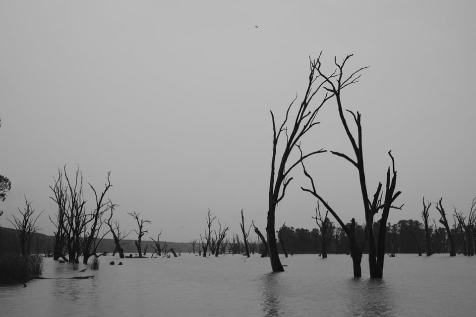 Murray River #5