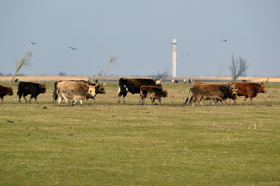 DSC_0283_Oostvaarders_small