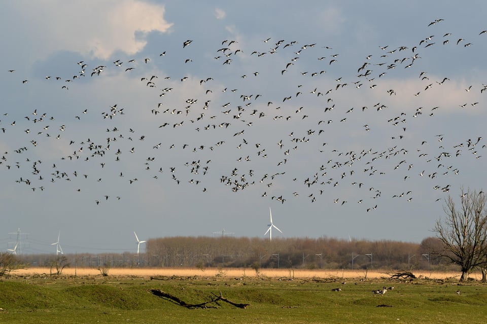 DSC_0290_Oostvaarders_small