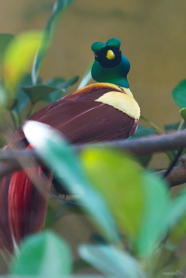 Bali Bird Park #3