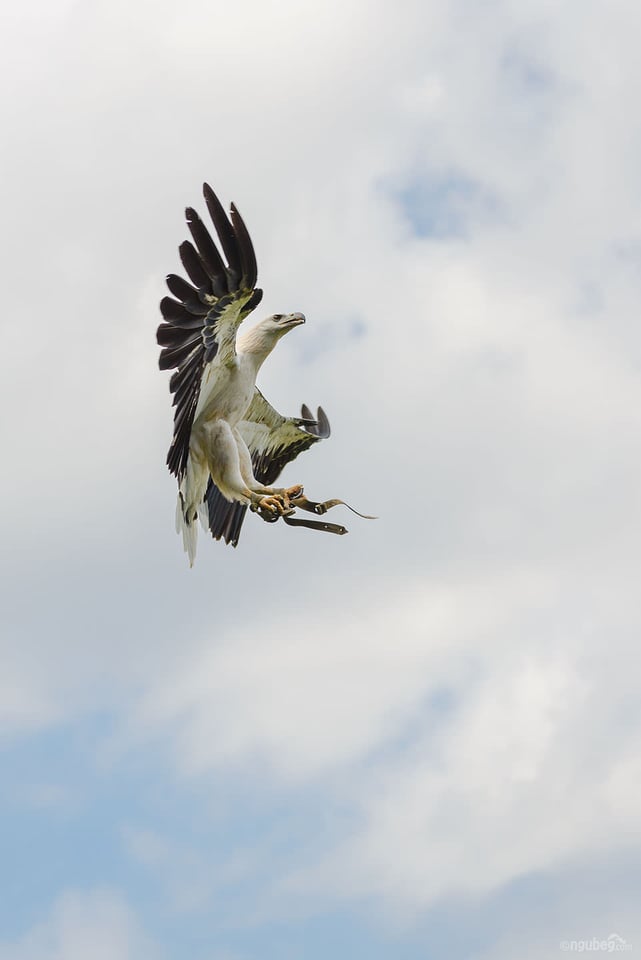 Bali Bird Park #4