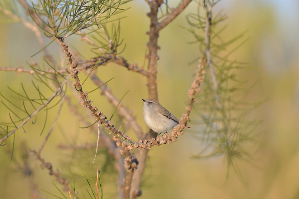 Female Wax Eye