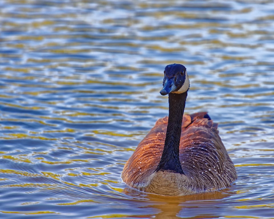 Toogood Pond Park #4