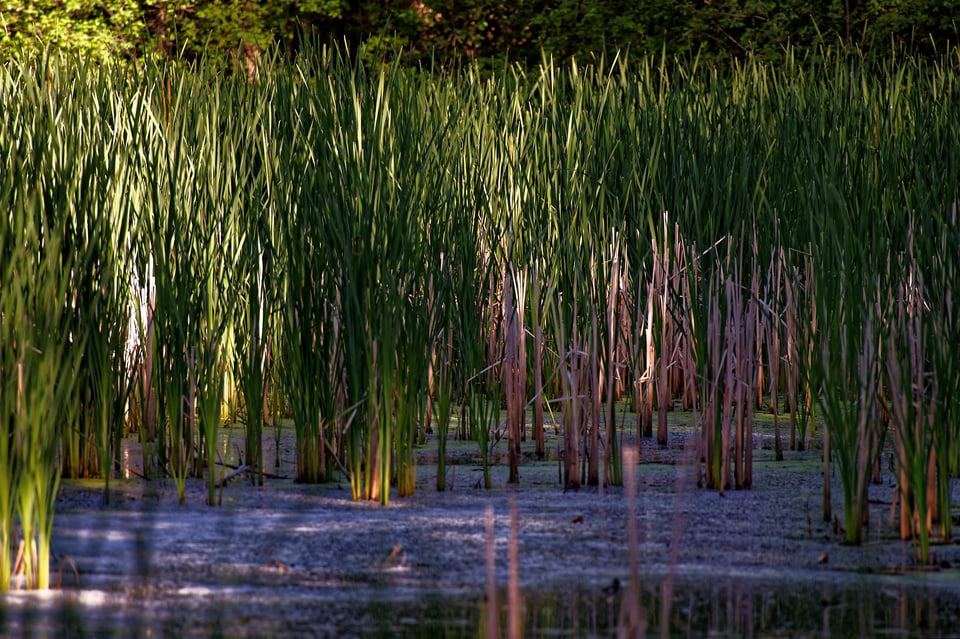 Toogood Pond Park #3