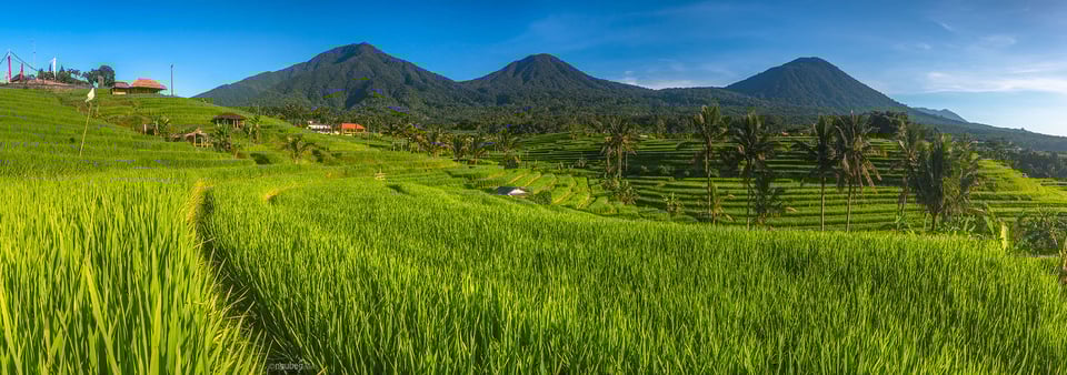 Jatiluwih #5
