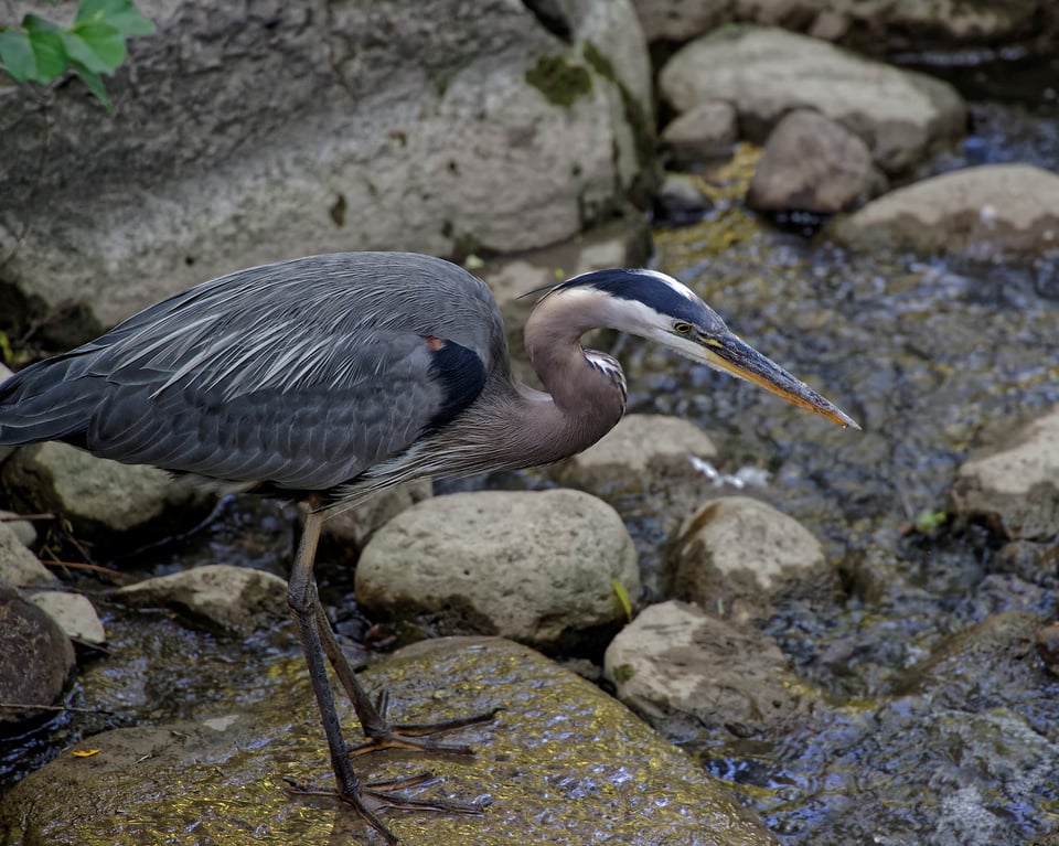 Toogood Pond Park #2