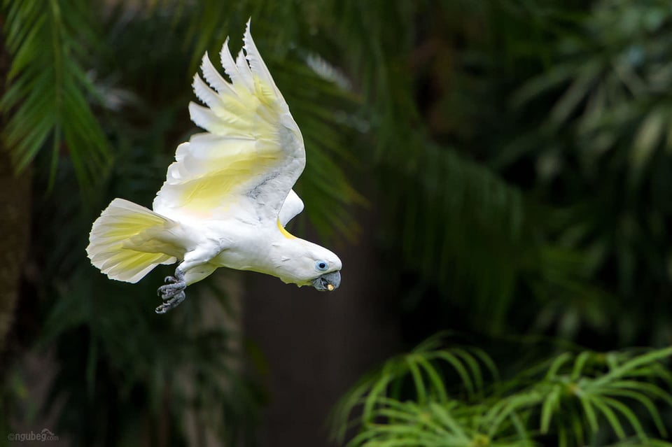 Bali Bird Park #6