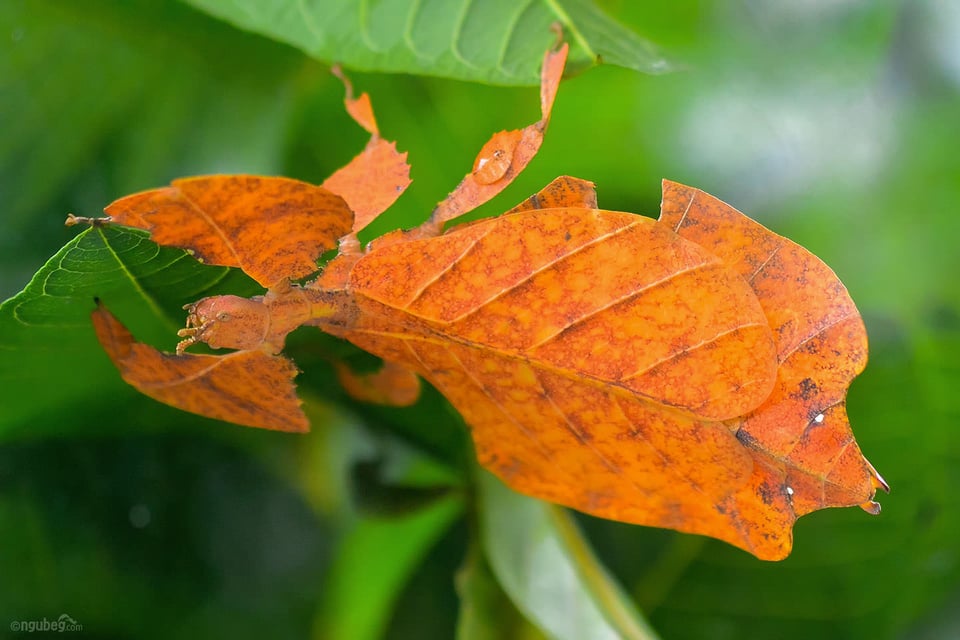 Butterfly Park #6