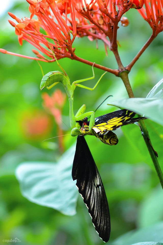 Butterfly Park #5