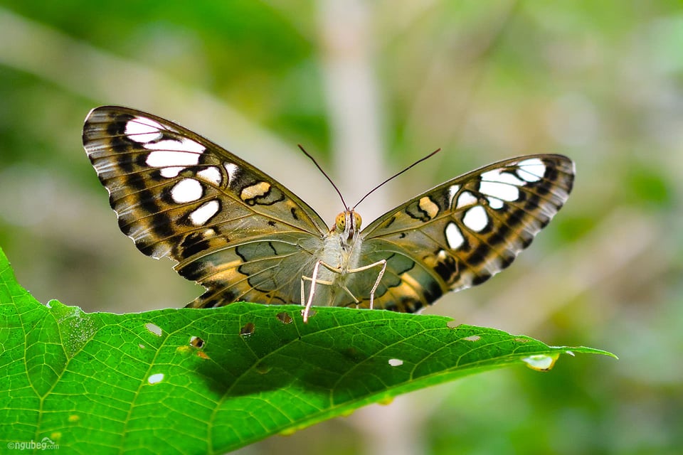 Butterfly Park #2