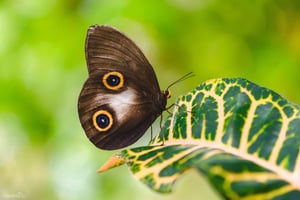 Butterfly Park #1