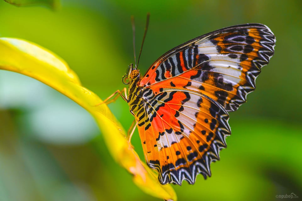 Butterfly Park #3