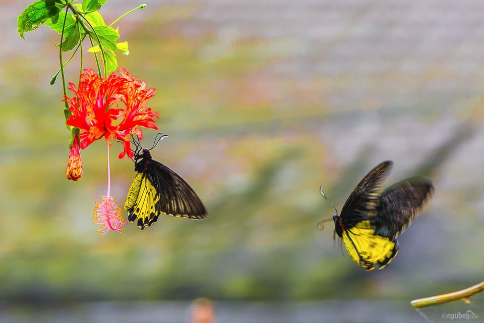 Butterfly Park #4