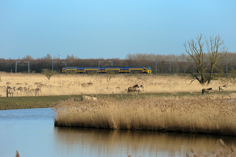 DSC_6771_Oostvaarders_small