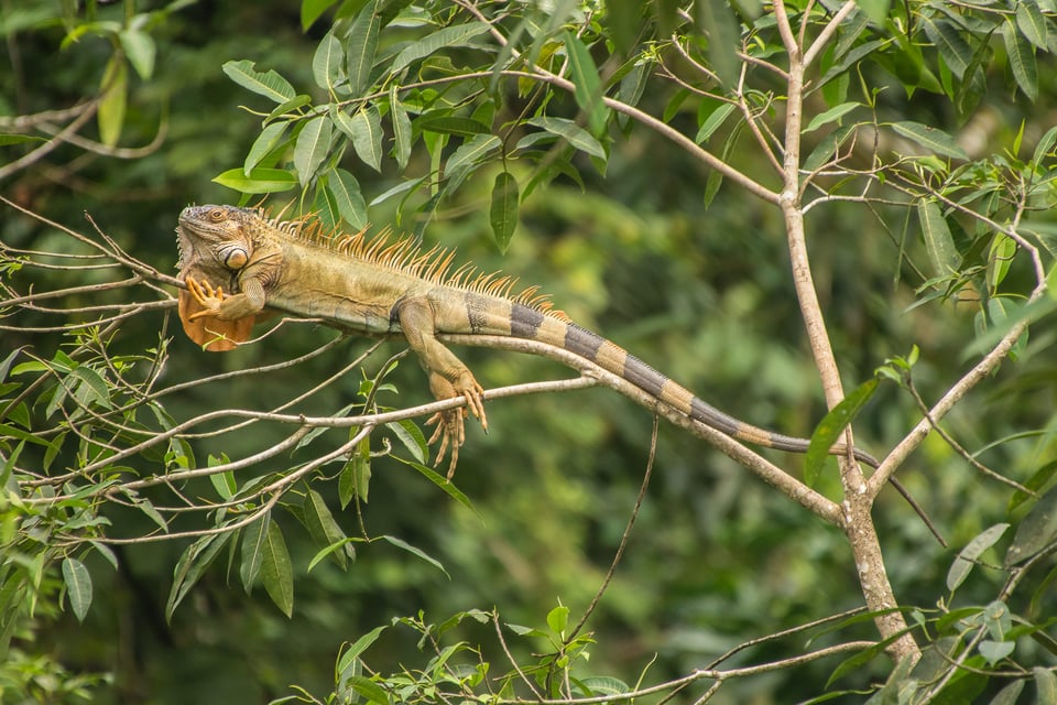 Green-Iguana