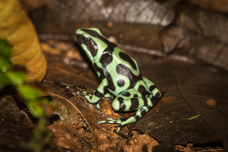 Green-and-black-poison-dart-frog