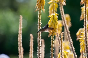 Los Angeles County Arboretum and Botanic Garden #1