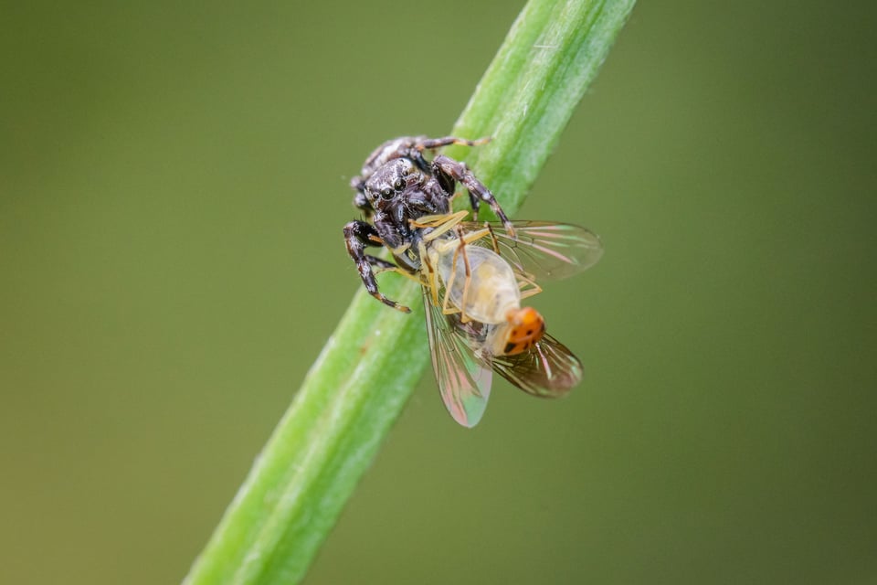 Jumping Spider