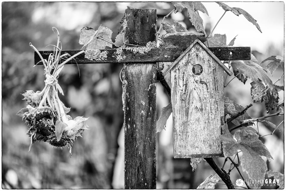 Colony Farm Community Garden #3