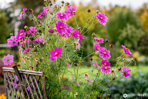 Colony Farm Community Garden #1