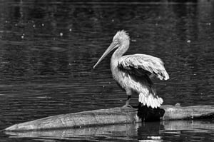 Parc des oiseaux #1