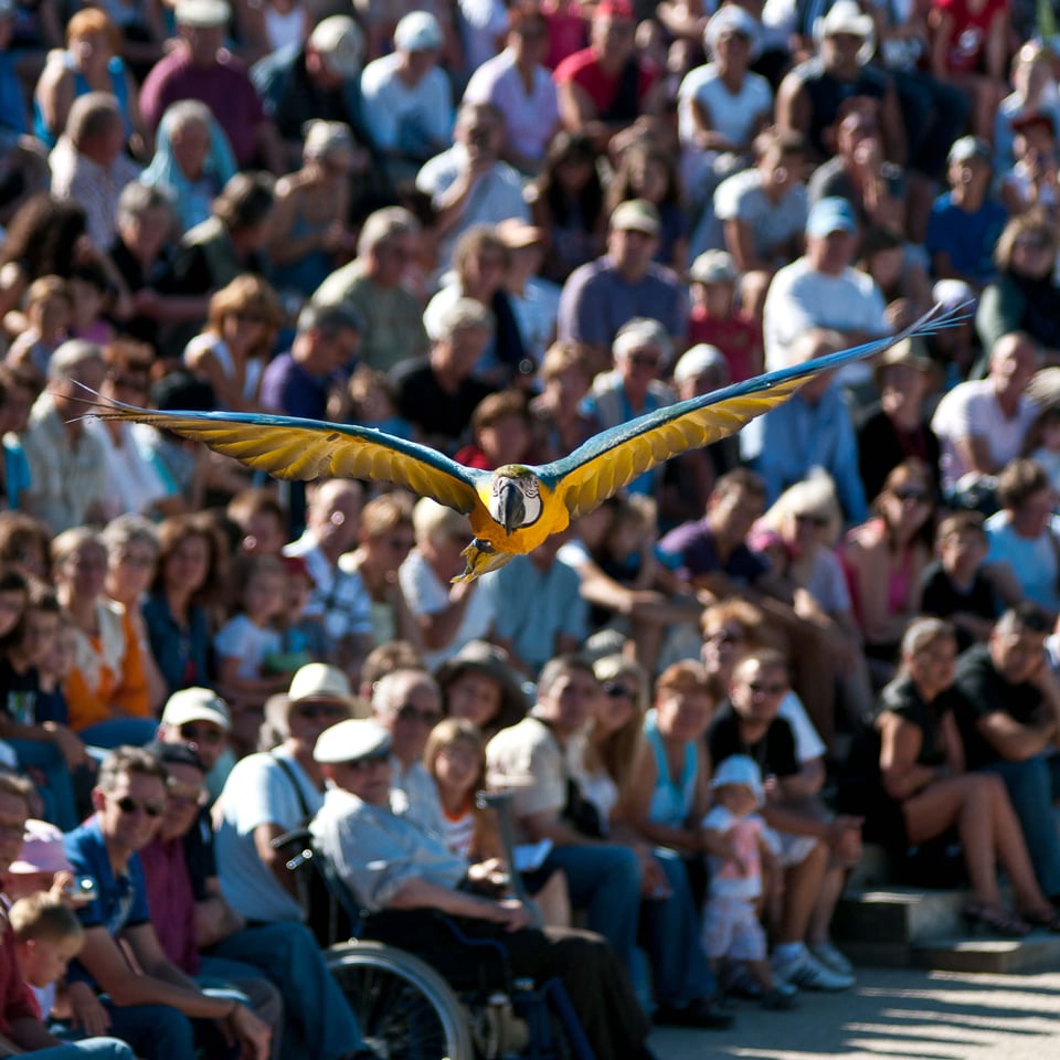 Parc des oiseaux #5